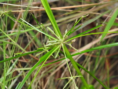 Cyperus trinervis