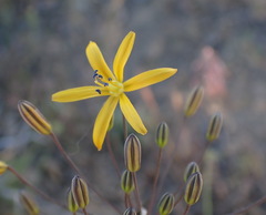 Bloomeria crocea