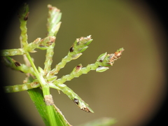 Cyperus trinervis