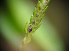 Cyperus trinervis