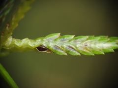 Cyperus trinervis