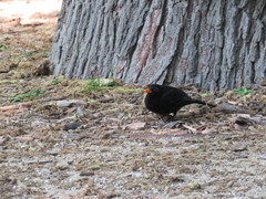 Turdus merula