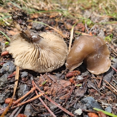 Clitocybe glacialis