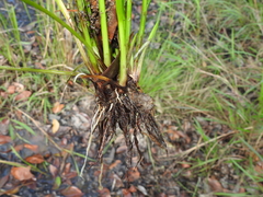 Cyperus trinervis