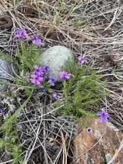 Phlox caespitosa