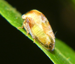 Cyrtolobus discoidalis