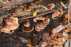 Lentinellus castoreus