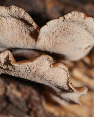 Lentinellus castoreus