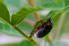 Phyllophaga latifrons