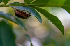 Phyllophaga latifrons
