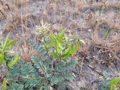 Astragalus succumbens