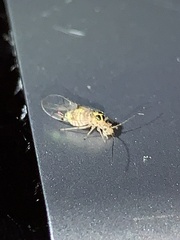 Teliapsocus