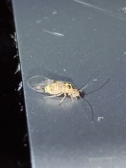Teliapsocus