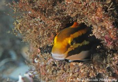 Petroscirtes fallax