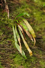 Notogrammitis billardierei