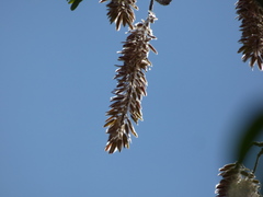 Alvaradoa amorphoides