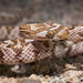 California Lyresnake - Photo (c) Grigory Heaton, some rights reserved (CC BY-NC), uploaded by Grigory Heaton