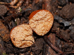 Zelleromyces