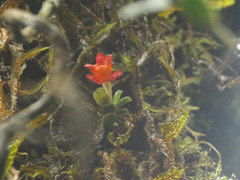 Fernandezia