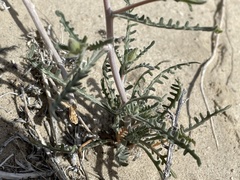Mentzelia nitens