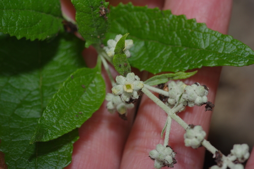 Wand butterflybush (Buddleja racemosa)