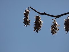 Alvaradoa amorphoides