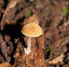 Gymnopilus eucalyptorum