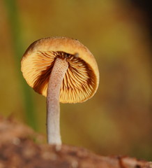 Gymnopilus eucalyptorum
