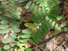 Alvaradoa amorphoides