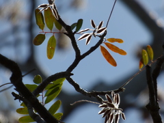 Alvaradoa amorphoides