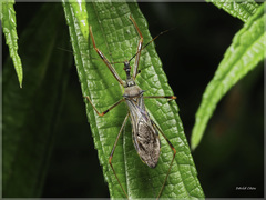 Endochus cingalensis