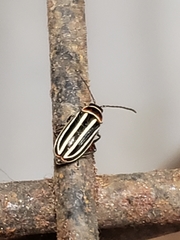 Disonycha pensylvanica