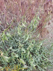 Astragalus sclerocarpus