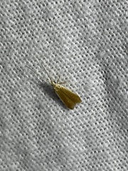 Anacampsis fullonella
