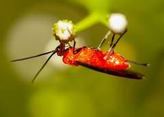 Braconinae