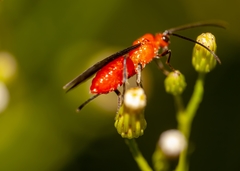 Braconinae
