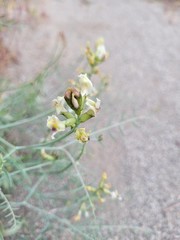 Astragalus sclerocarpus