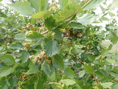 Crataegus succulenta