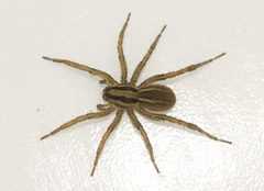Hogna bivittata