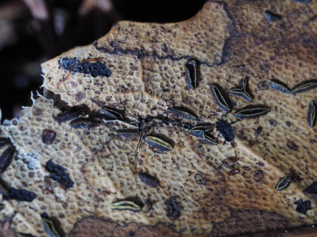 Lophodermium agathidis