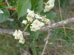 Crataegus succulenta