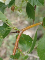 Crataegus succulenta