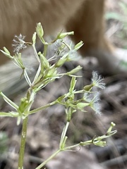 Valeriana arizonica