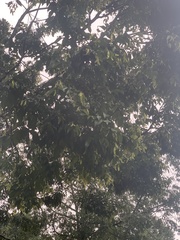 Hopea odorata