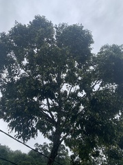 Hopea odorata