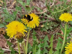Bombus lucorum