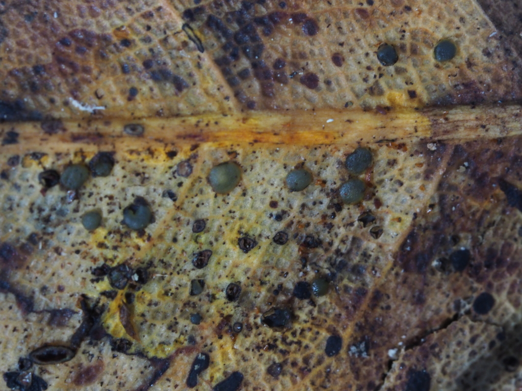 Coccomyces radiatus