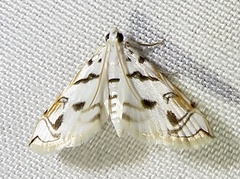 Neurophyseta camptogrammalis