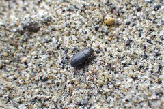 Blapstinus substriatus