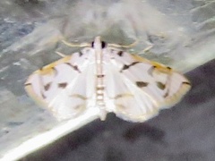 Neurophyseta camptogrammalis